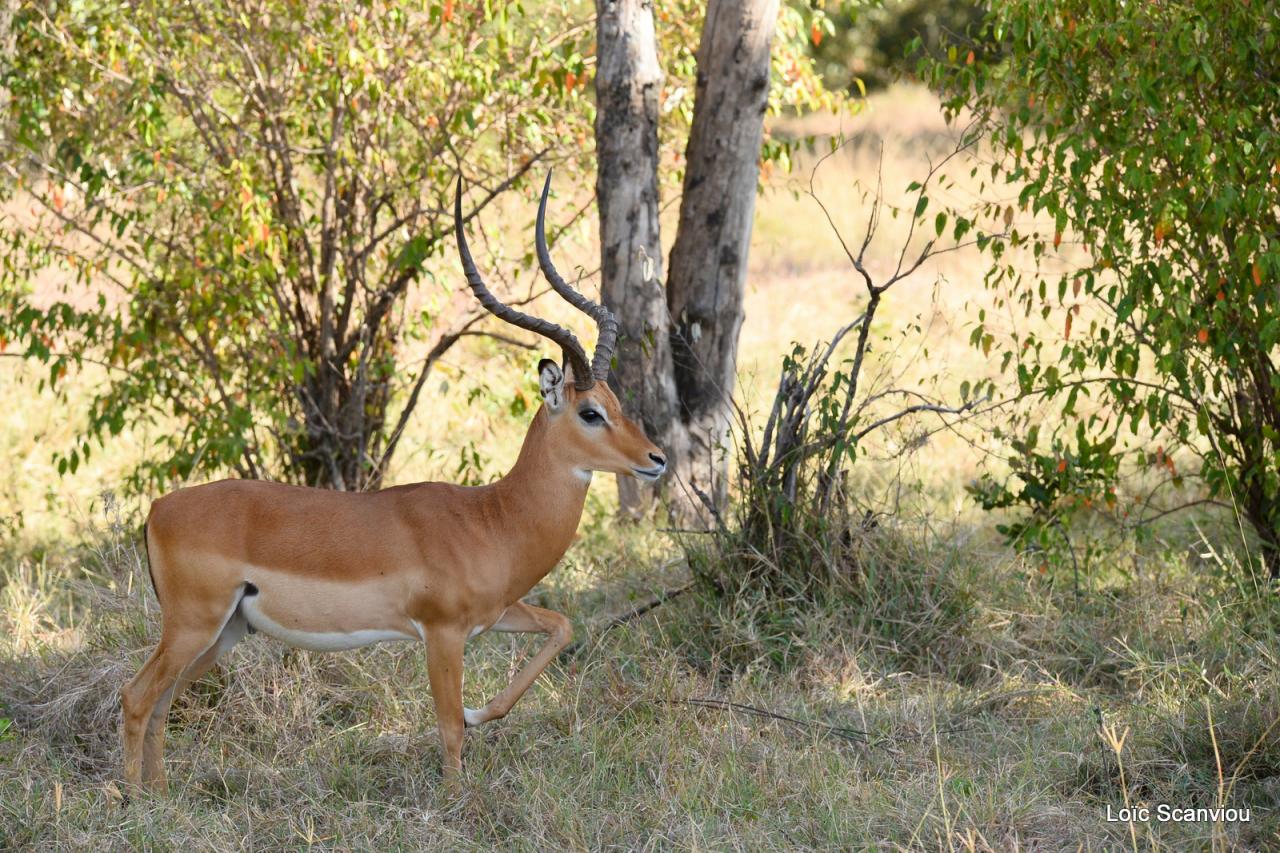 Impala (3)