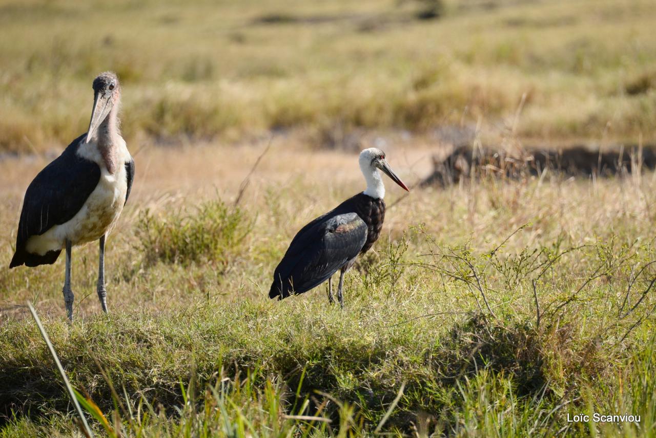 Marabout et cigogne épiscopale (1)