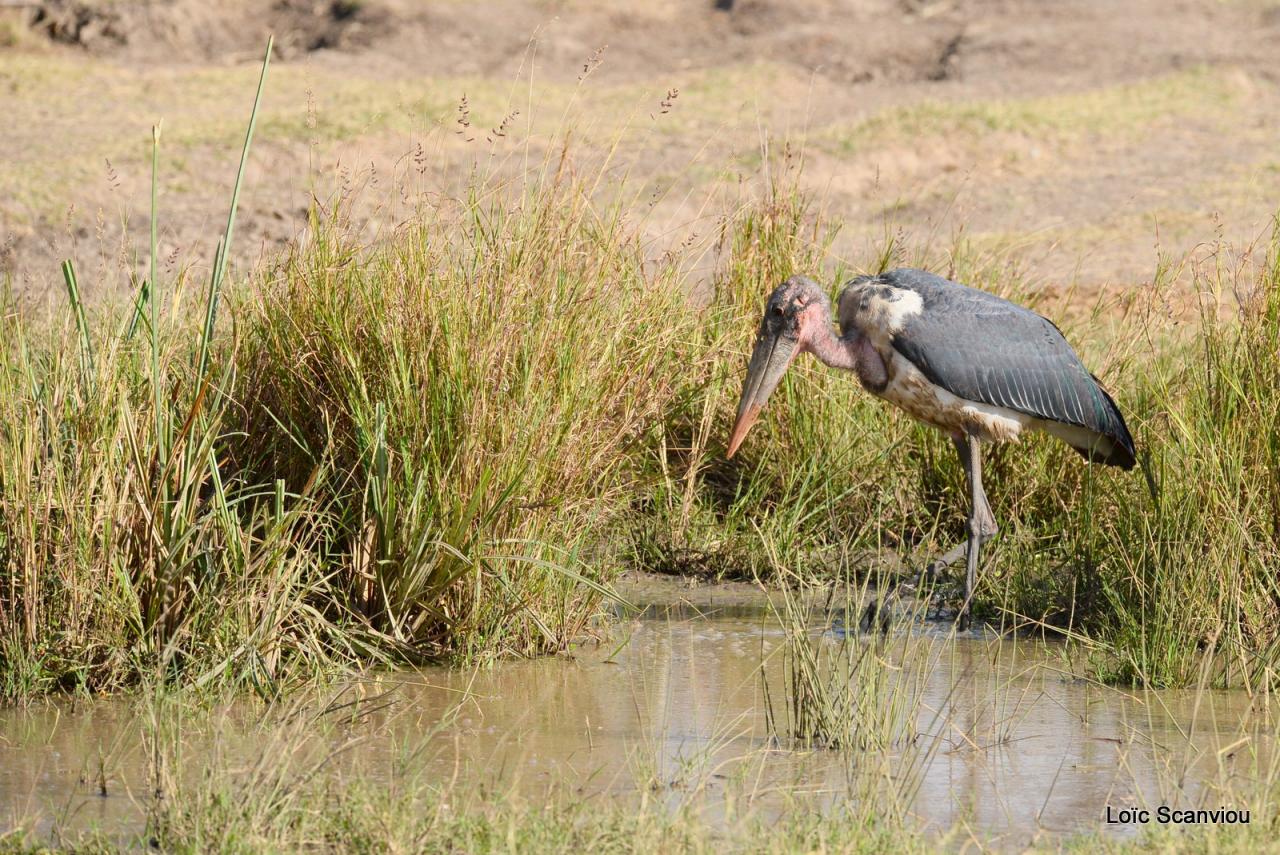 Marabout/Marabou Stork (2)