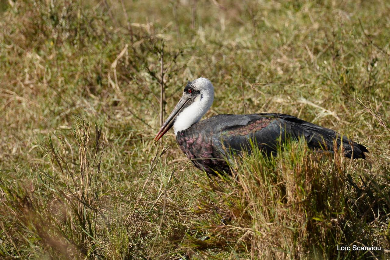Cigogne épiscopale/Woolly-necked Stork (1)