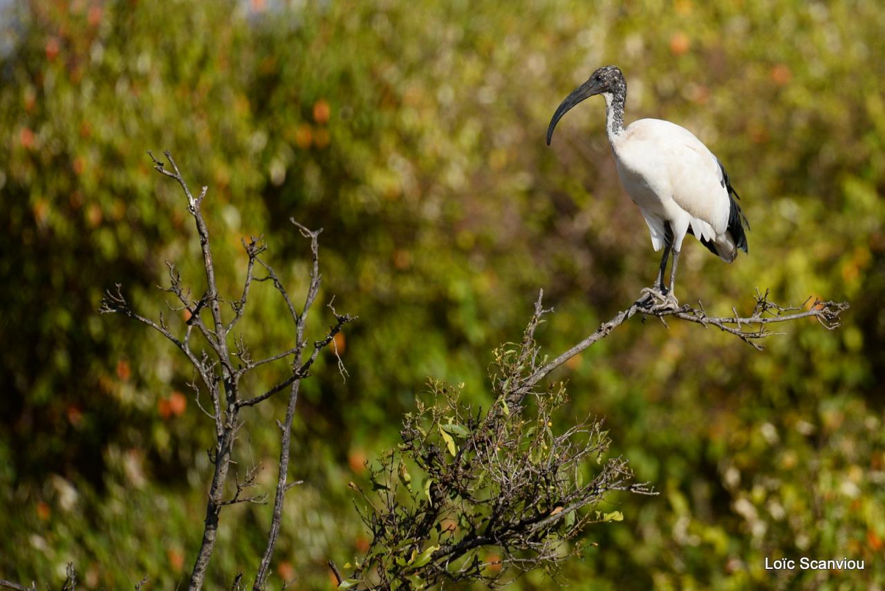 Ibis sacré/Sacred Ibis (1)