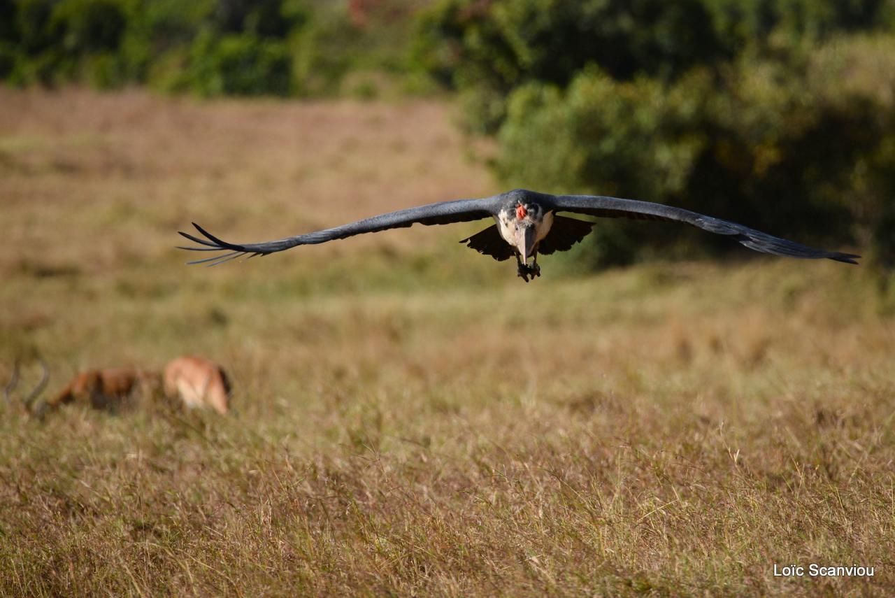 Marabout/Marabou Stork (3)