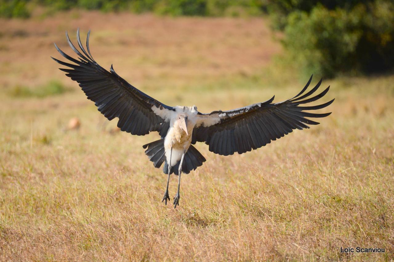Marabout/Marabou Stork (4)