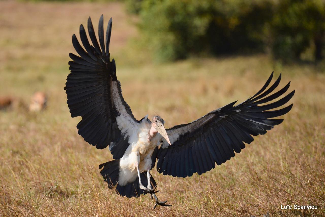 Marabout/Marabou Stork (5)