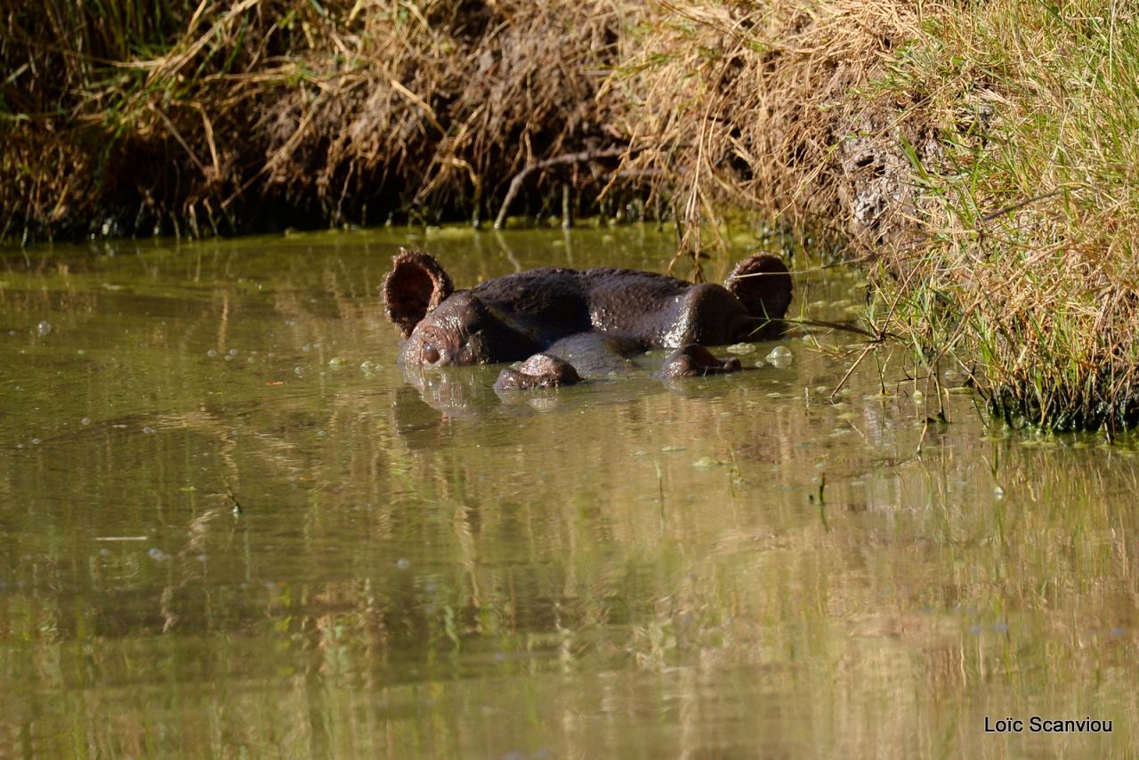 Hippopotame/Hippopotamus (1)