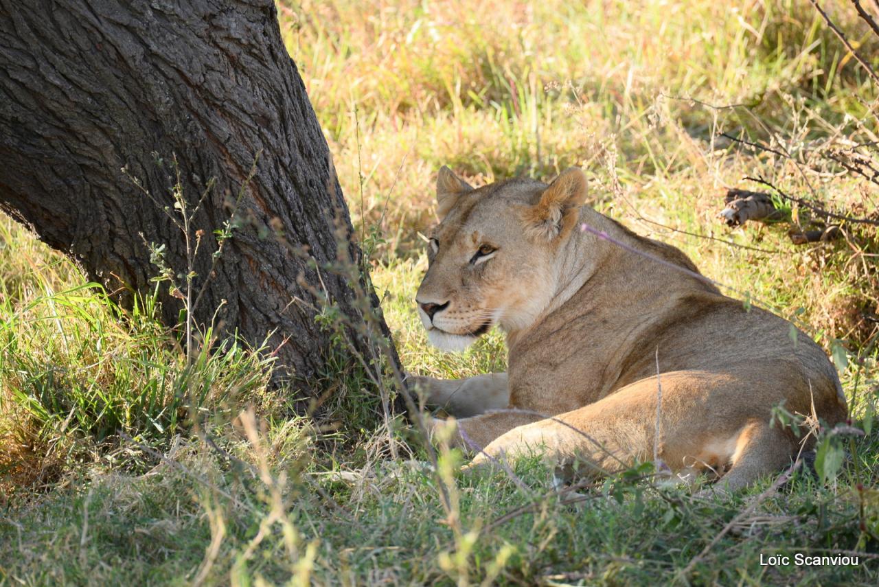 Lion (63)