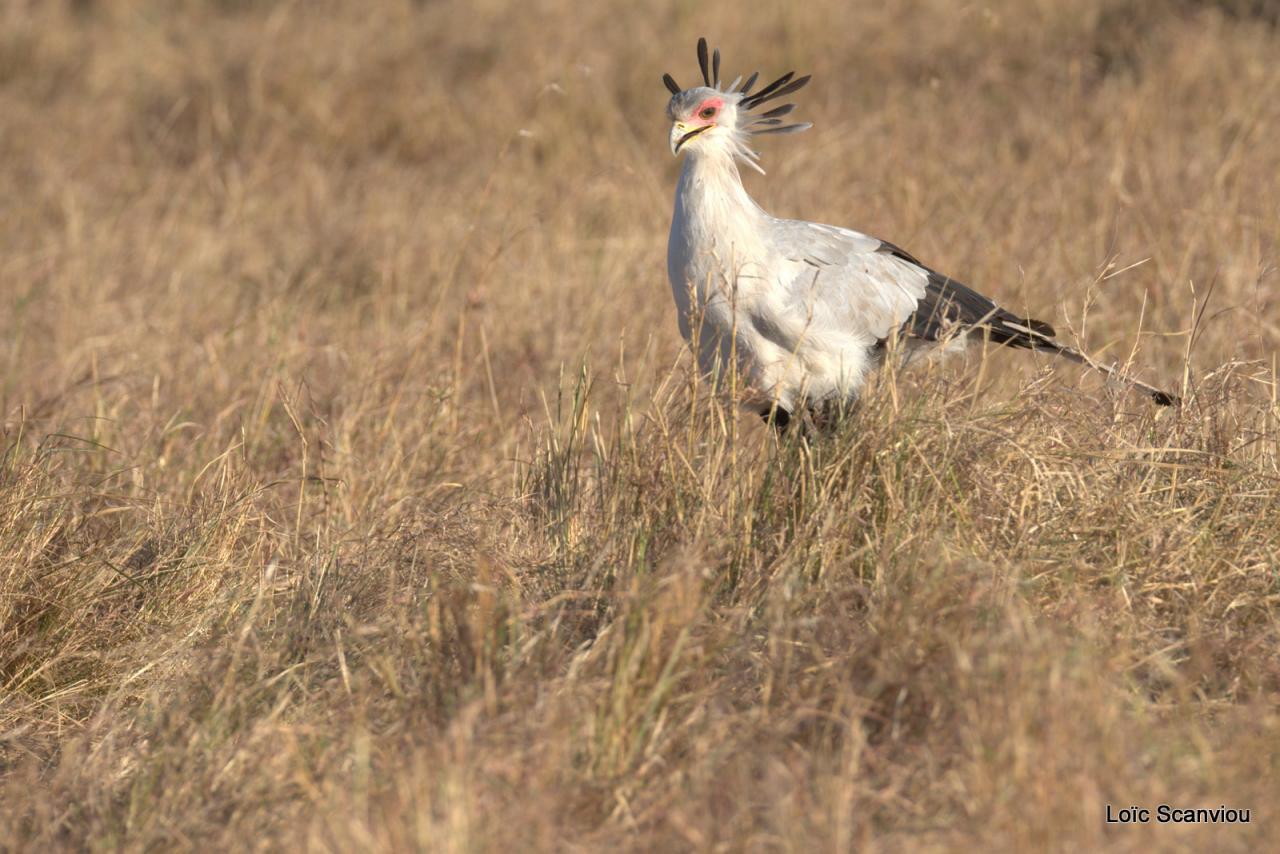 Messager solitaire/Secretary Bird (6)
