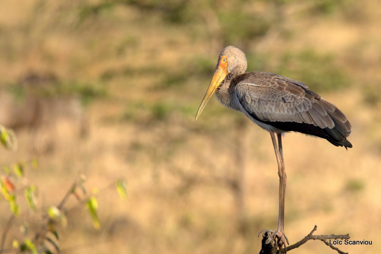 Tantale ibis/Yellow-billed Stork (1)