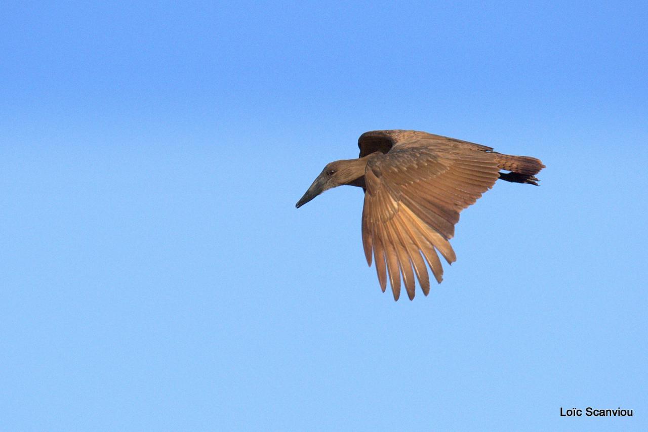 Ombrette/Hamerkop (1)