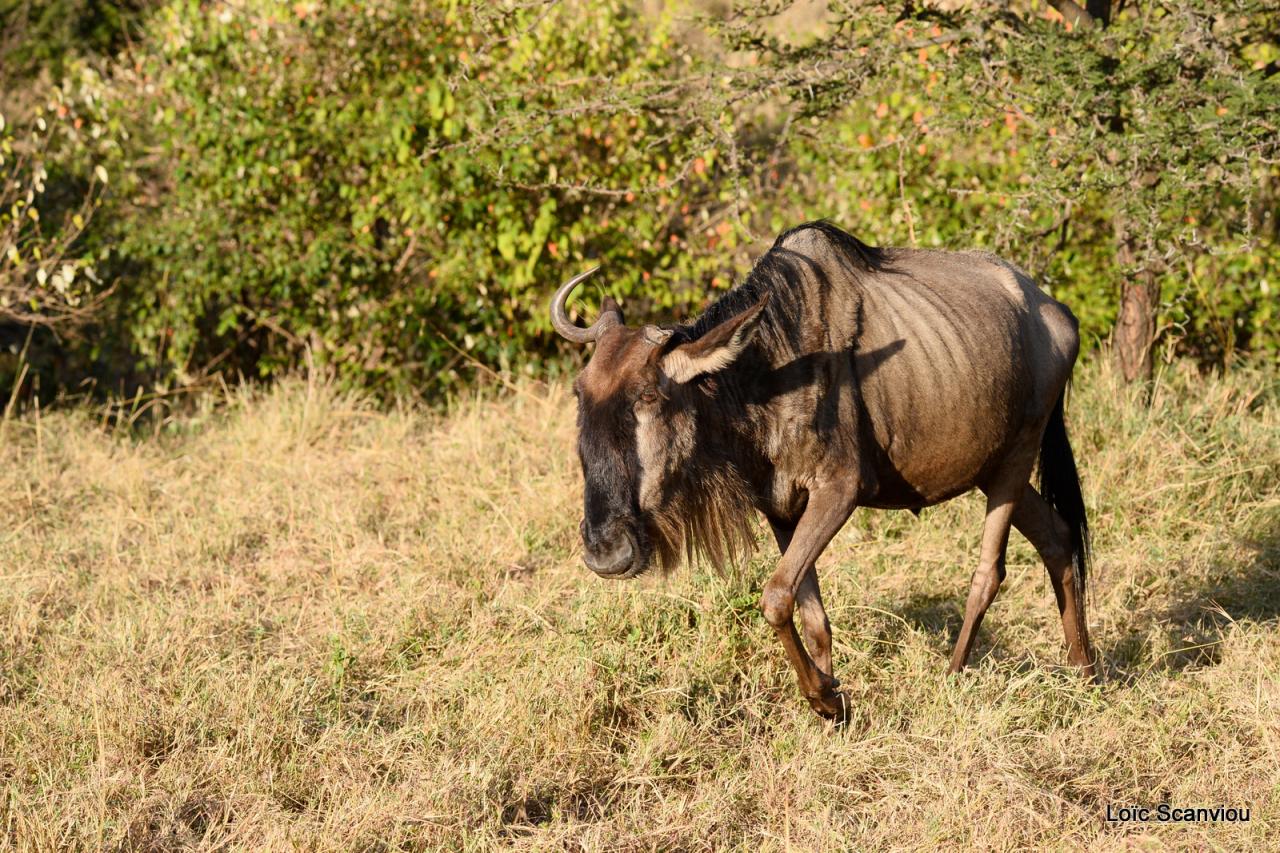 Gnou/Wildebeest (9)