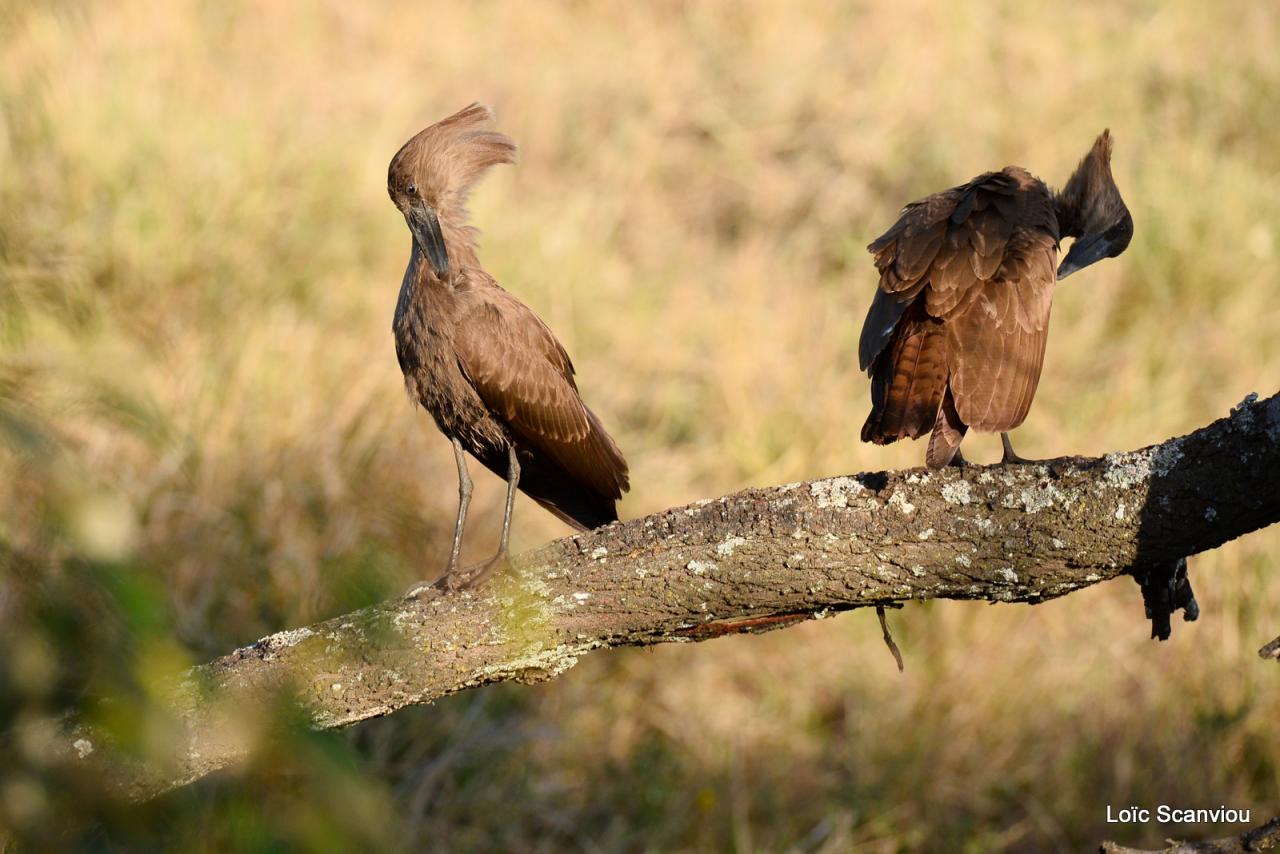 Ombrette/Hamerkop (2)