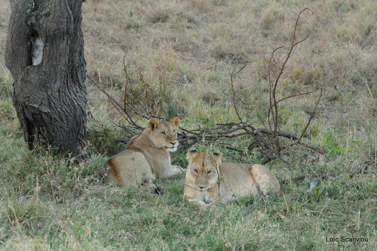 Lion (31)