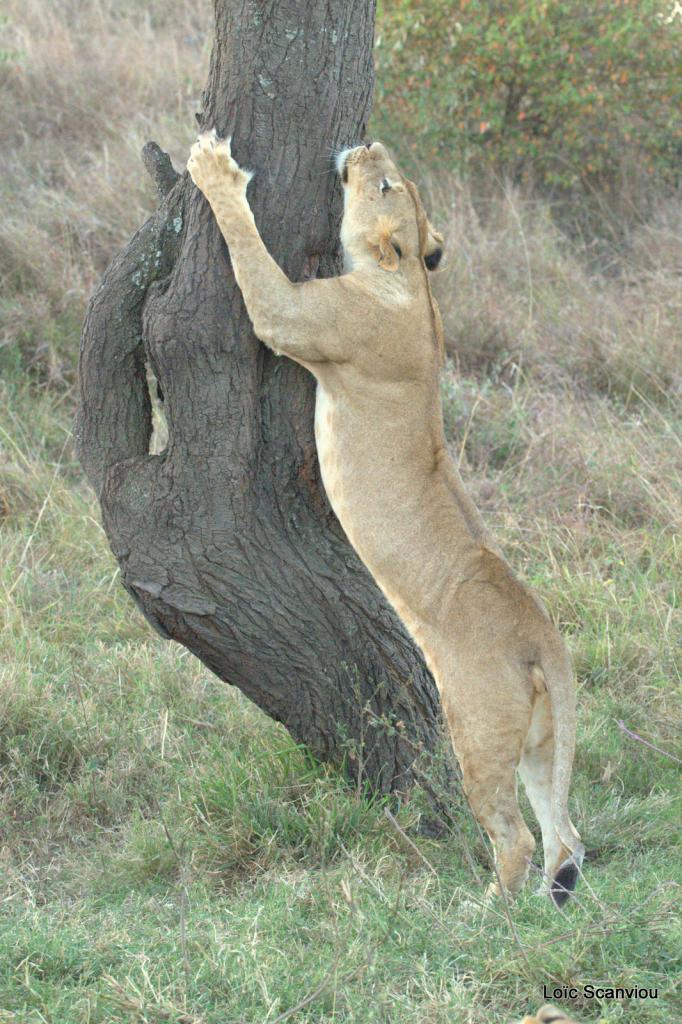 Lion (32)
