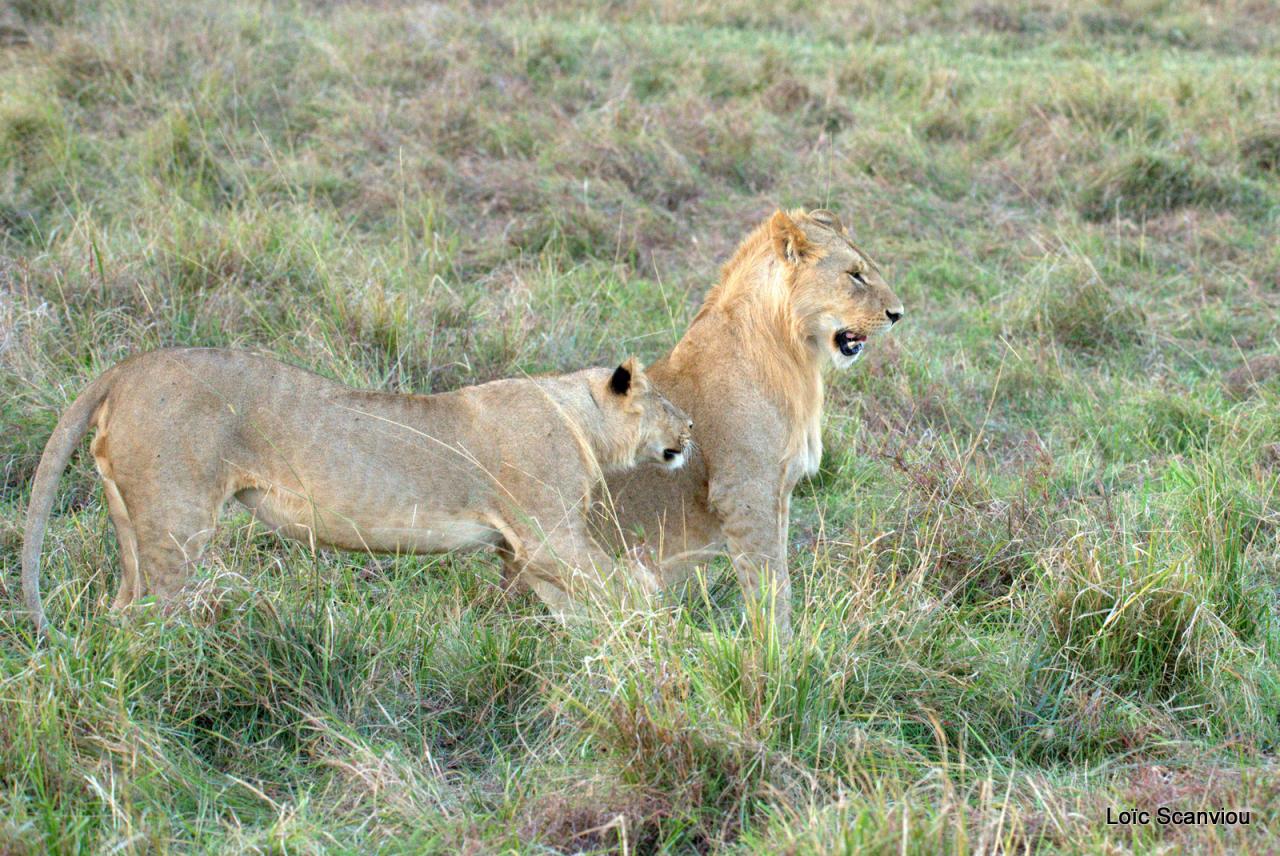 Lion (33)