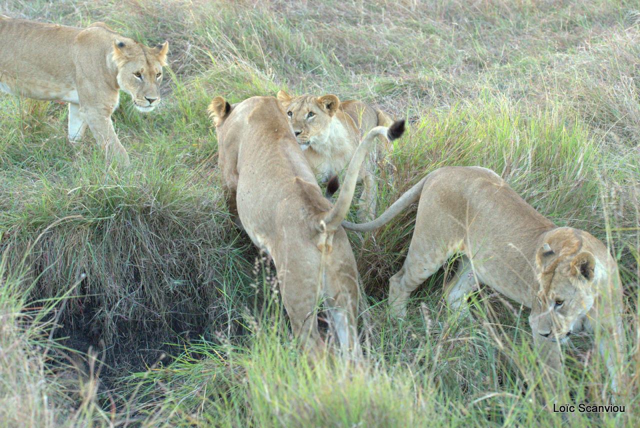 Lion (34)