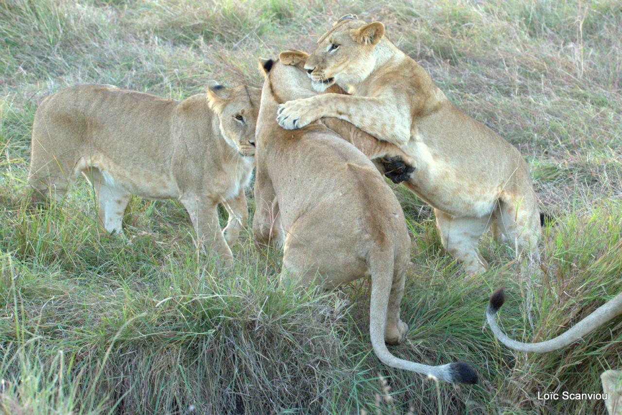 Lion (35)