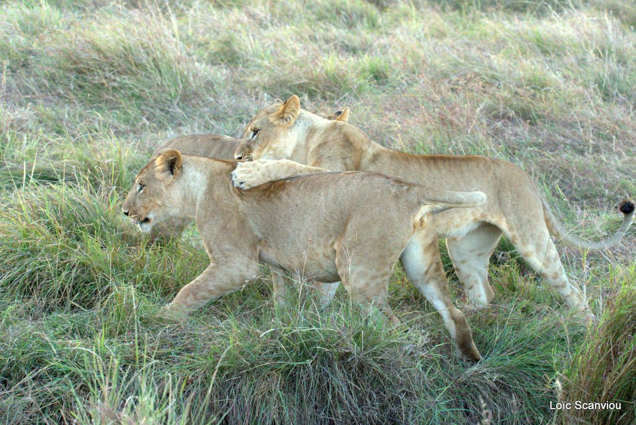 Lion (36)