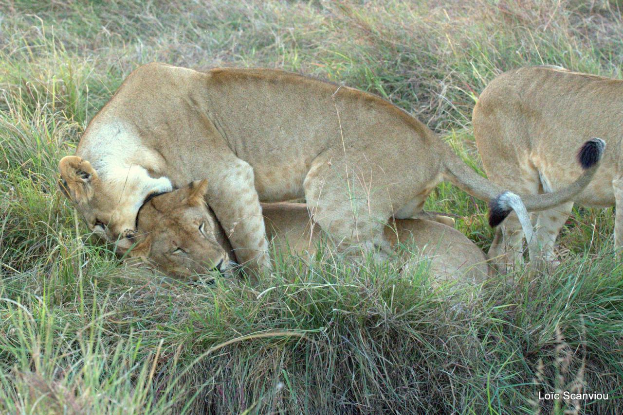 Lion (37)