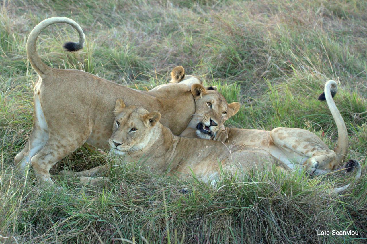 Lion (38)