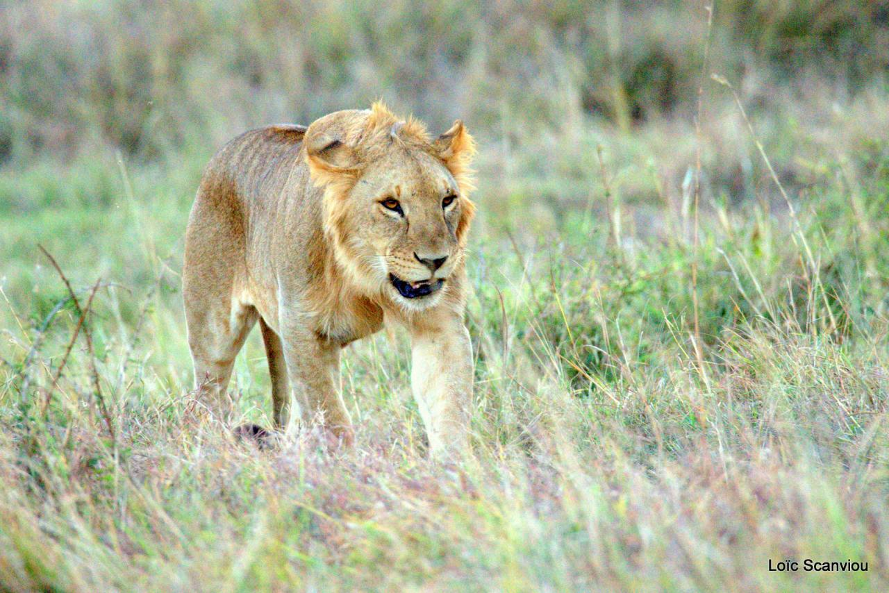 Lion (40)