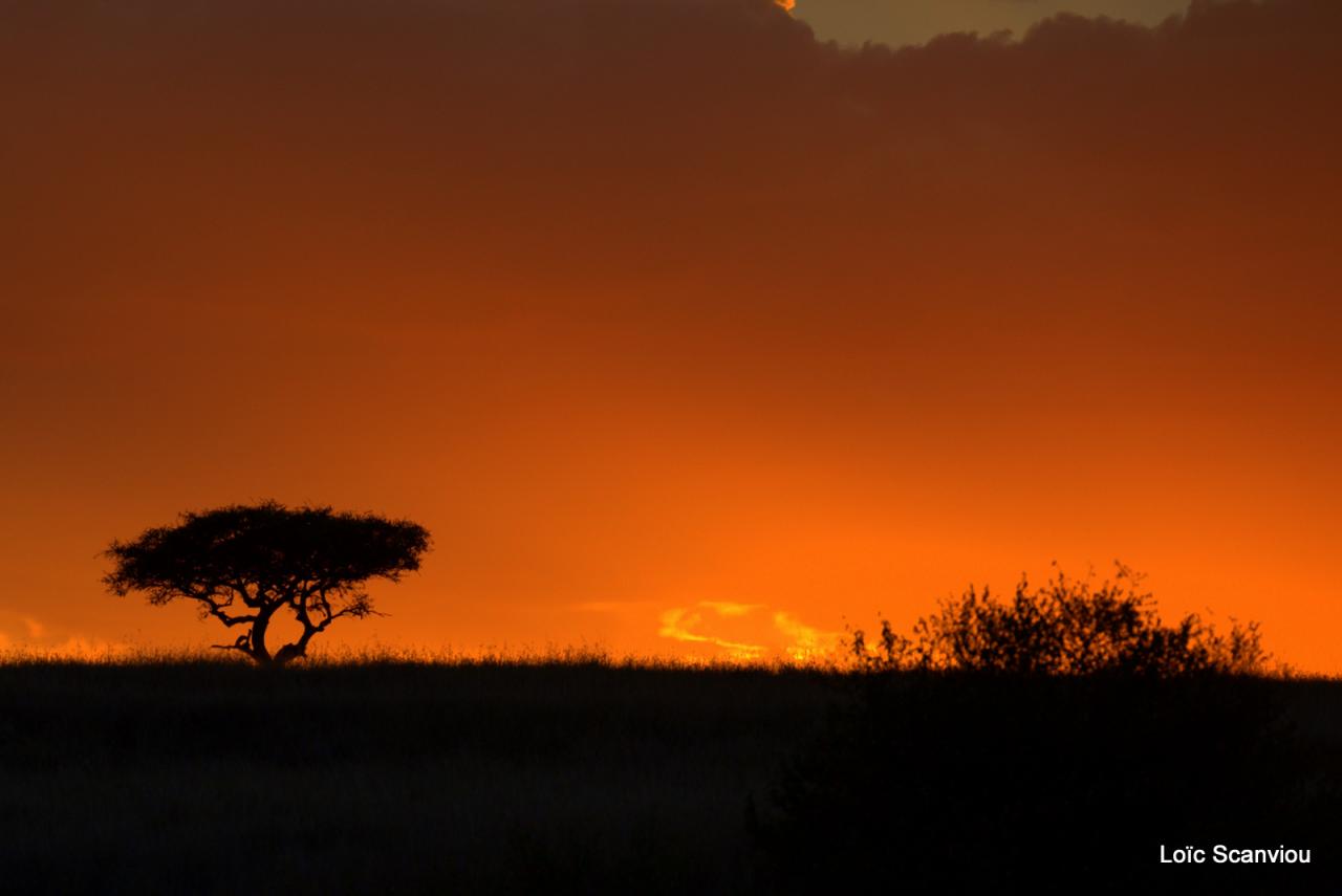 Mara North Conservancy (5)