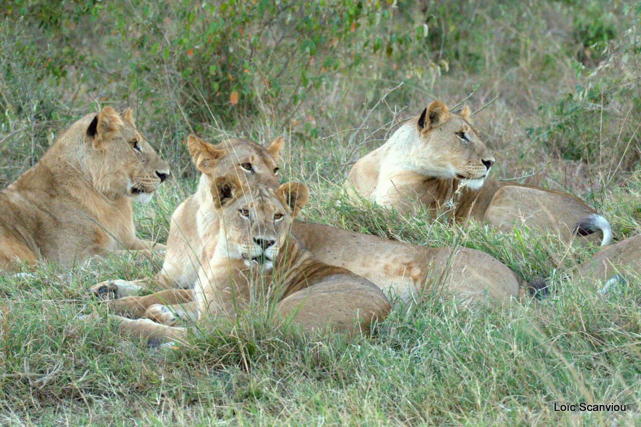 Lion (42)