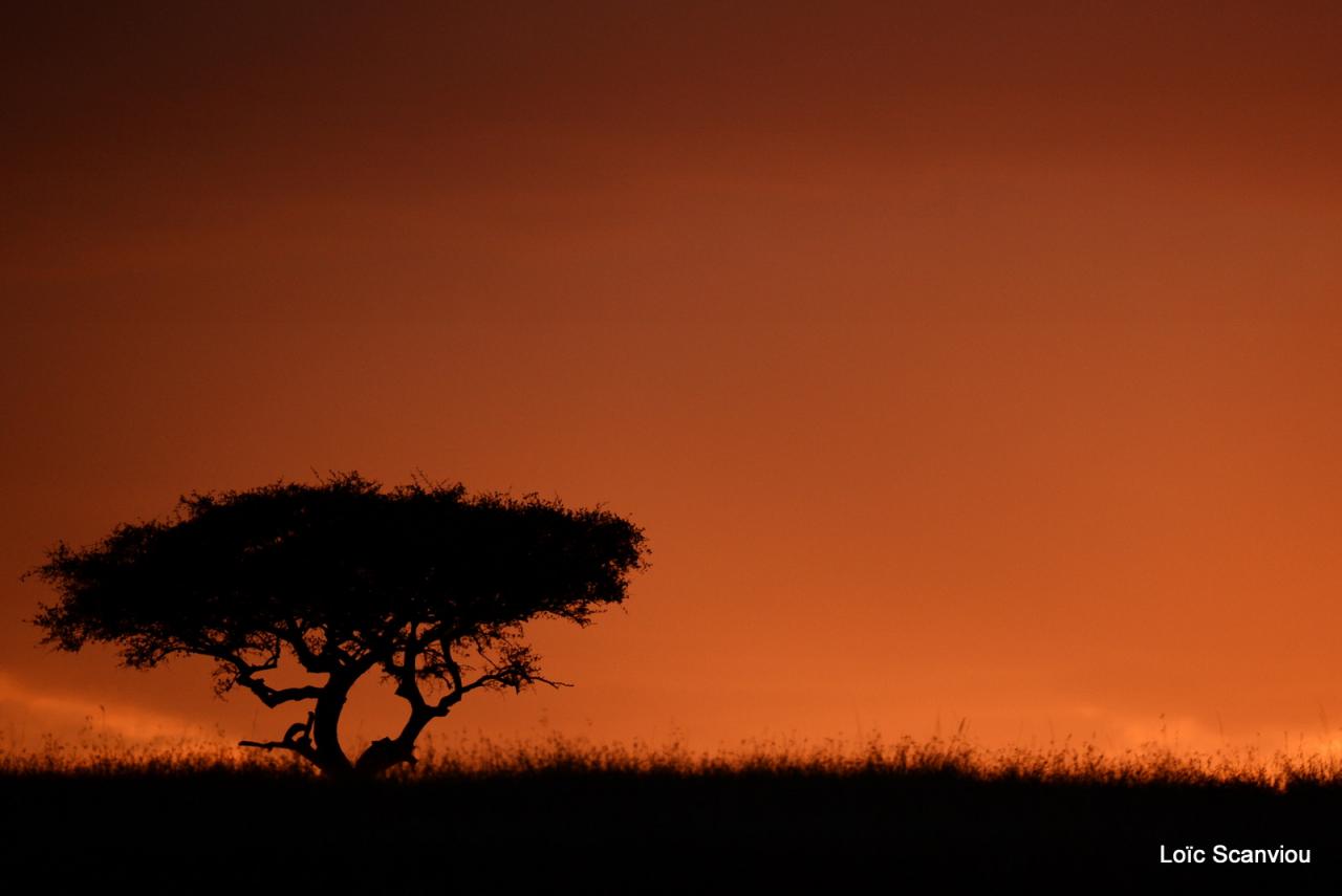Mara North Conservancy (6)