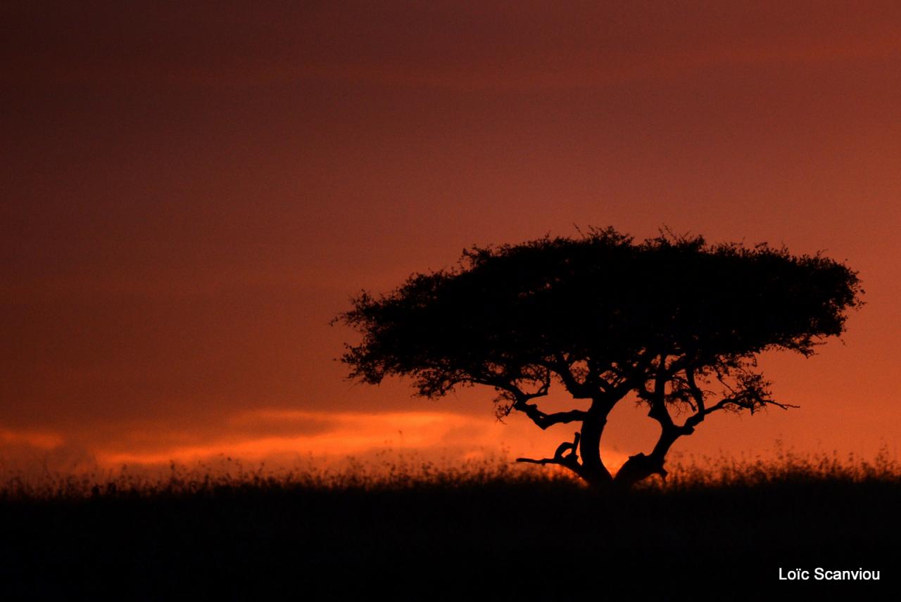 Mara North Conservancy (7)