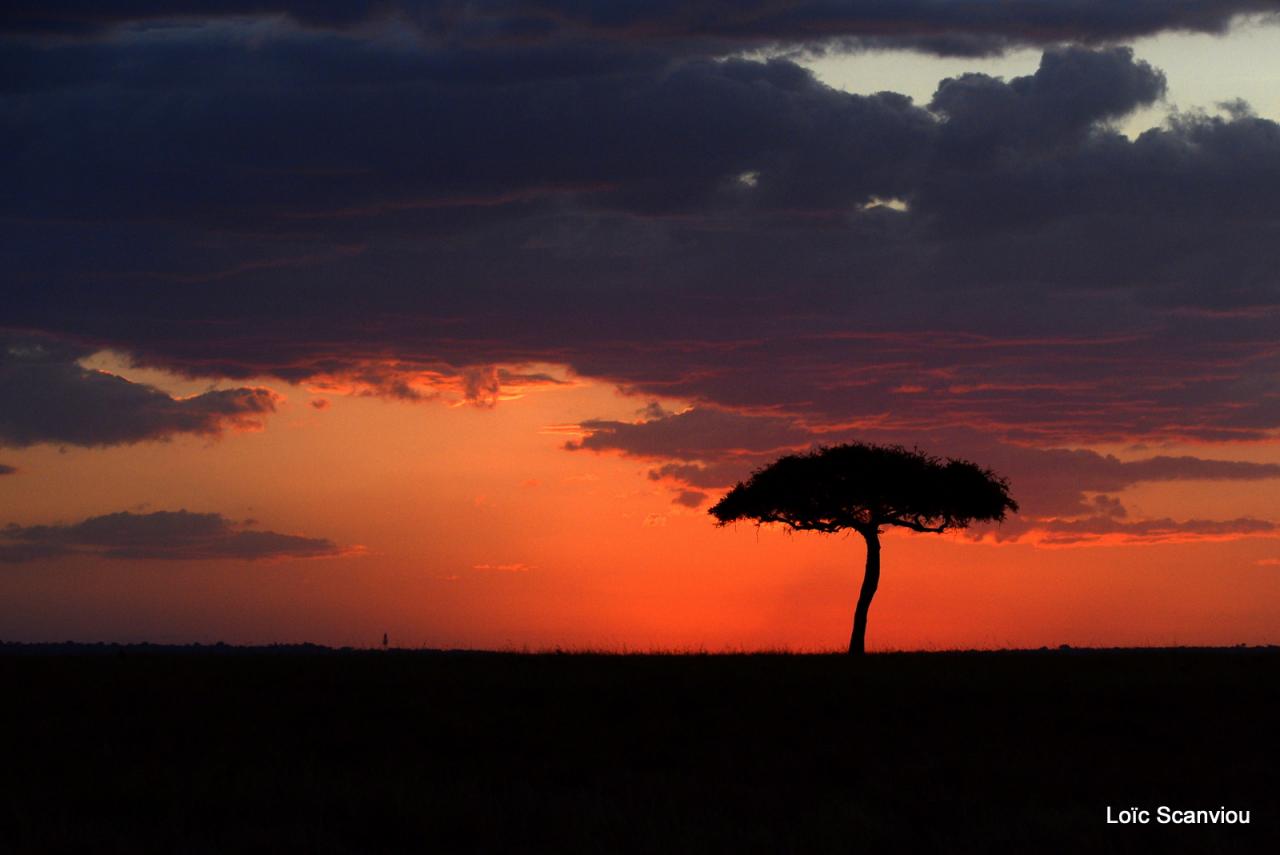 Mara North Conservancy (8)