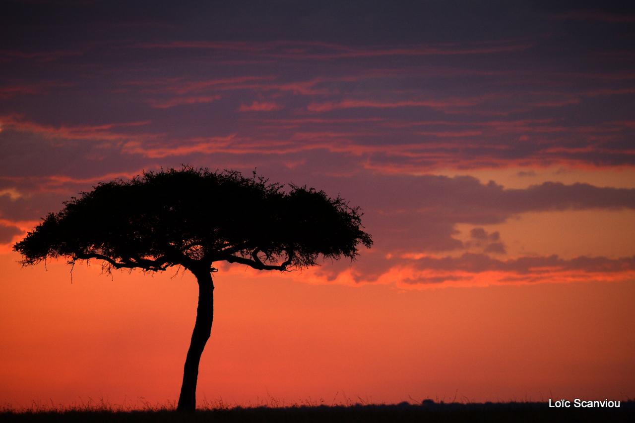 Mara North Conservancy (9)