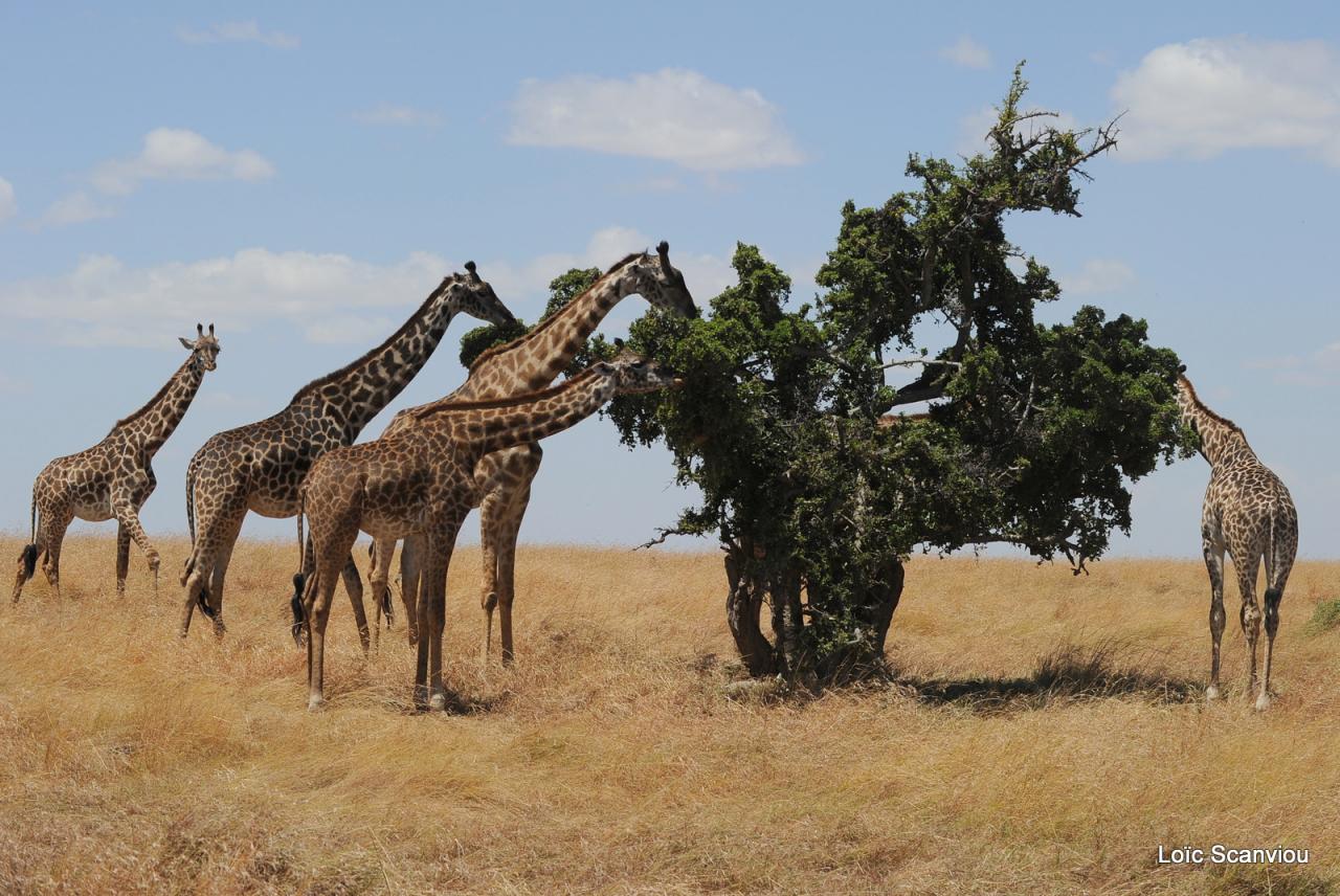 Girafe/Giraffe (6)