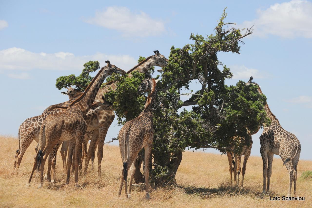 Girafe/Giraffe (7)