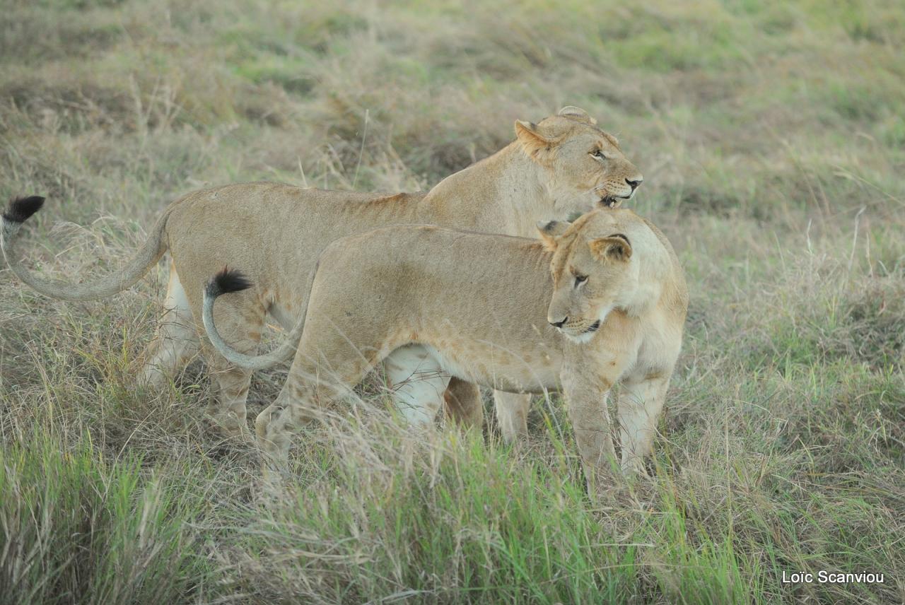 Lion (43)
