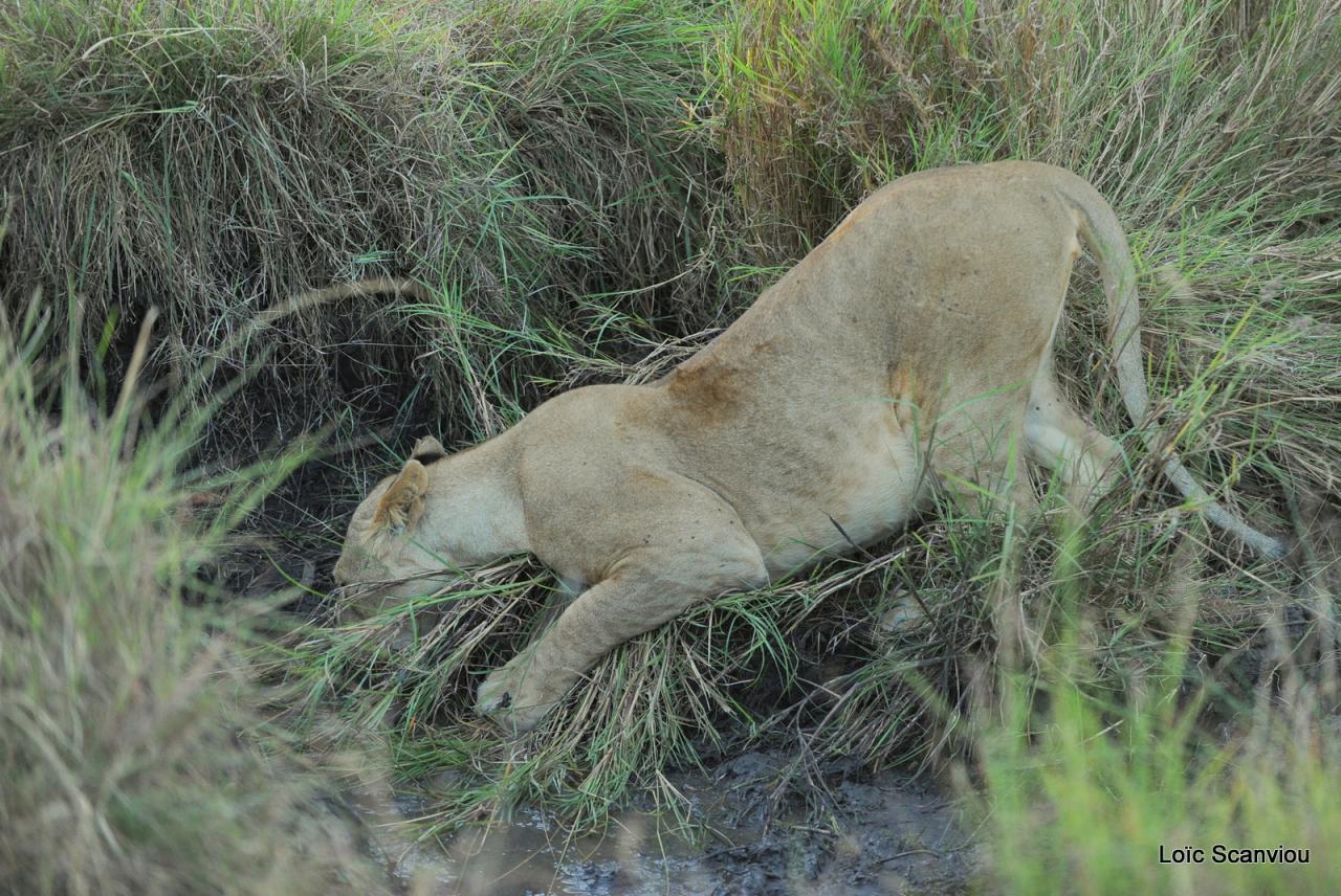 Lion (45)
