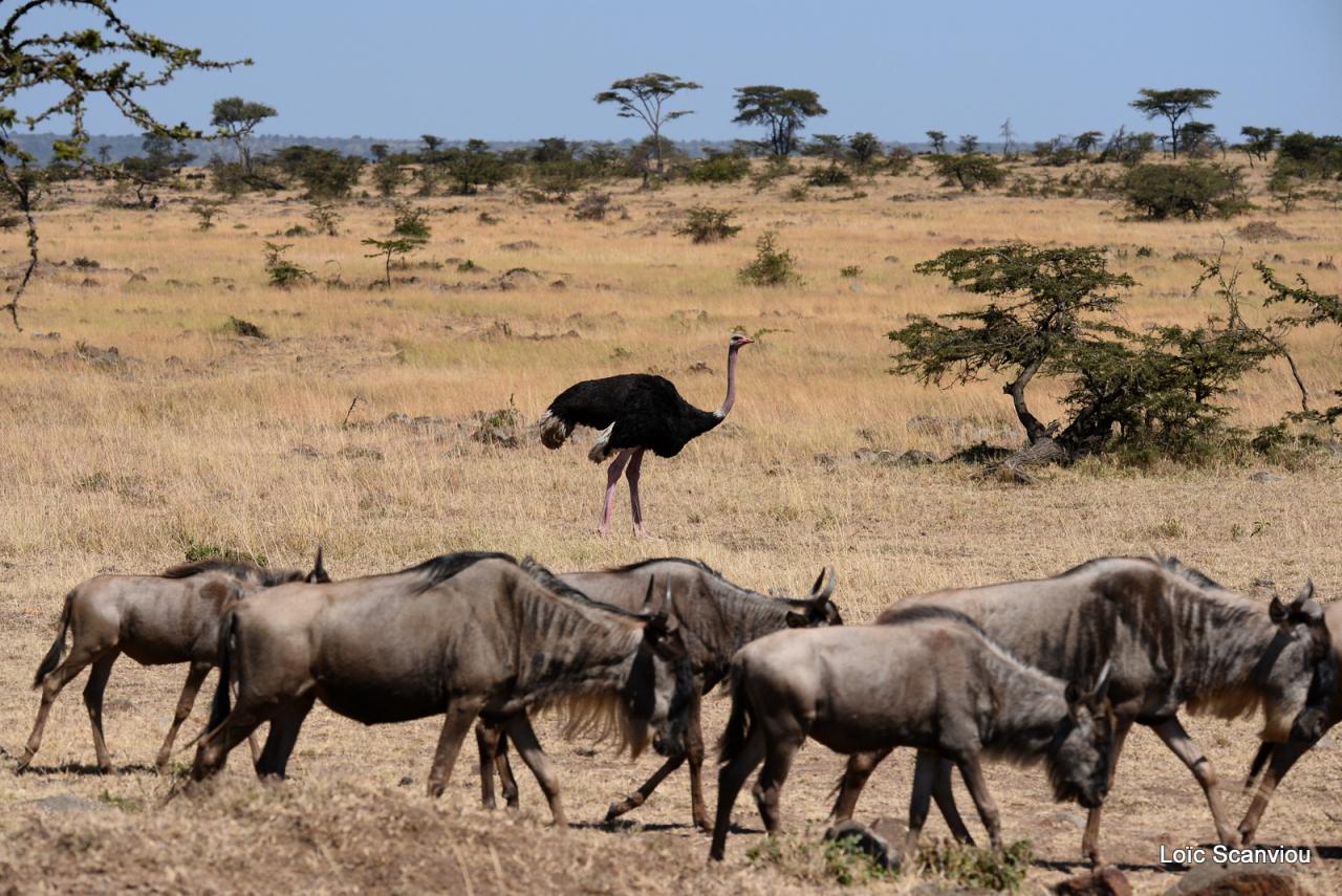 Gnou/Wildebeest (11)