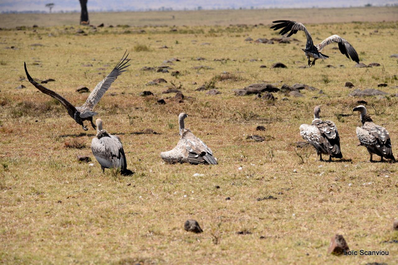 Vautour de Rüppell/Rüppell's Griffon Vulture (1)