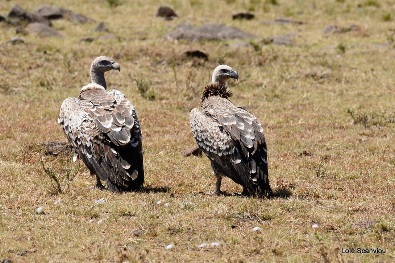 Vautour de Rüppell/Rüppell's Griffon Vulture (2)
