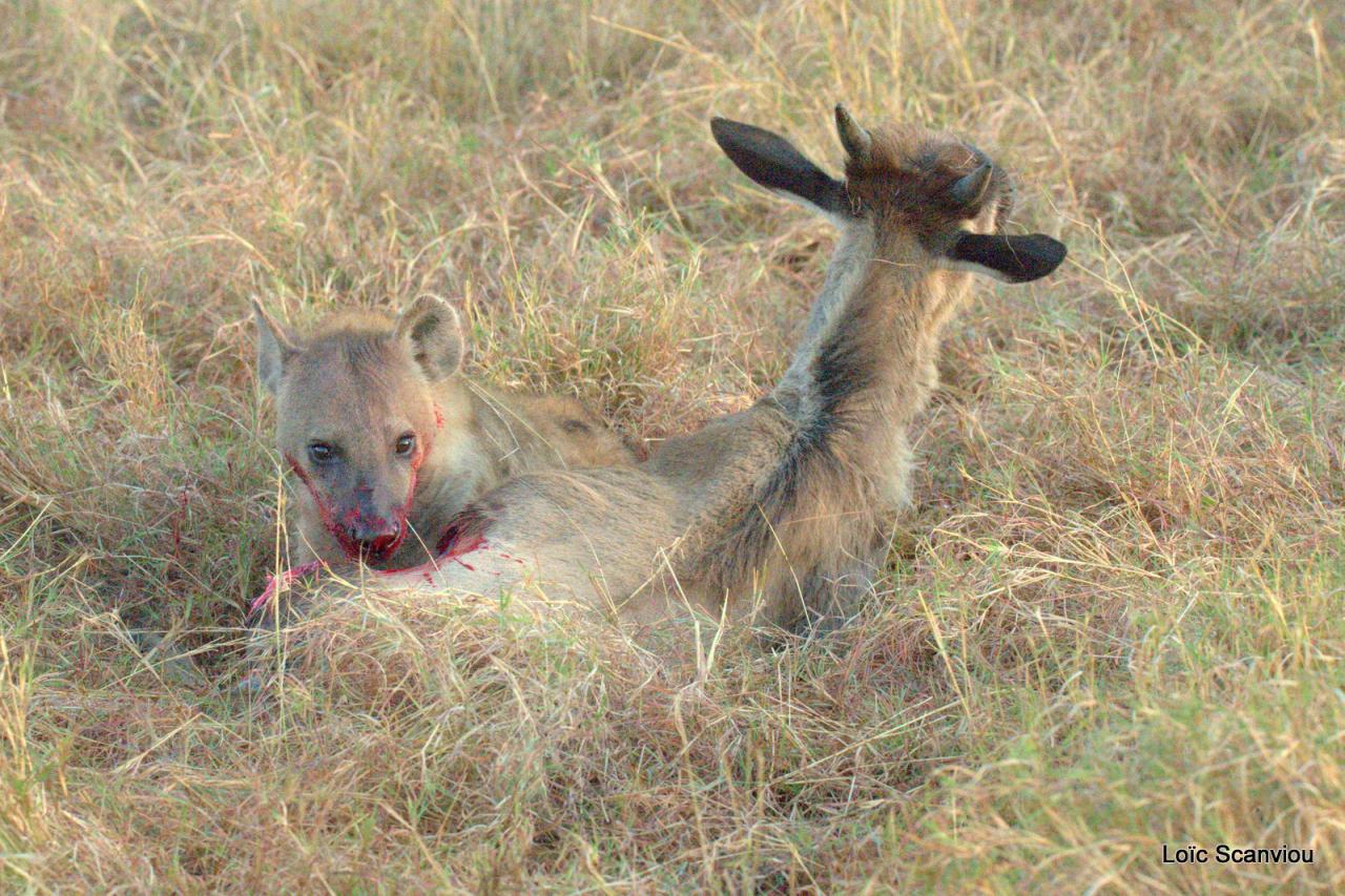 Hyène tachetée/Spotted Hyena (16)