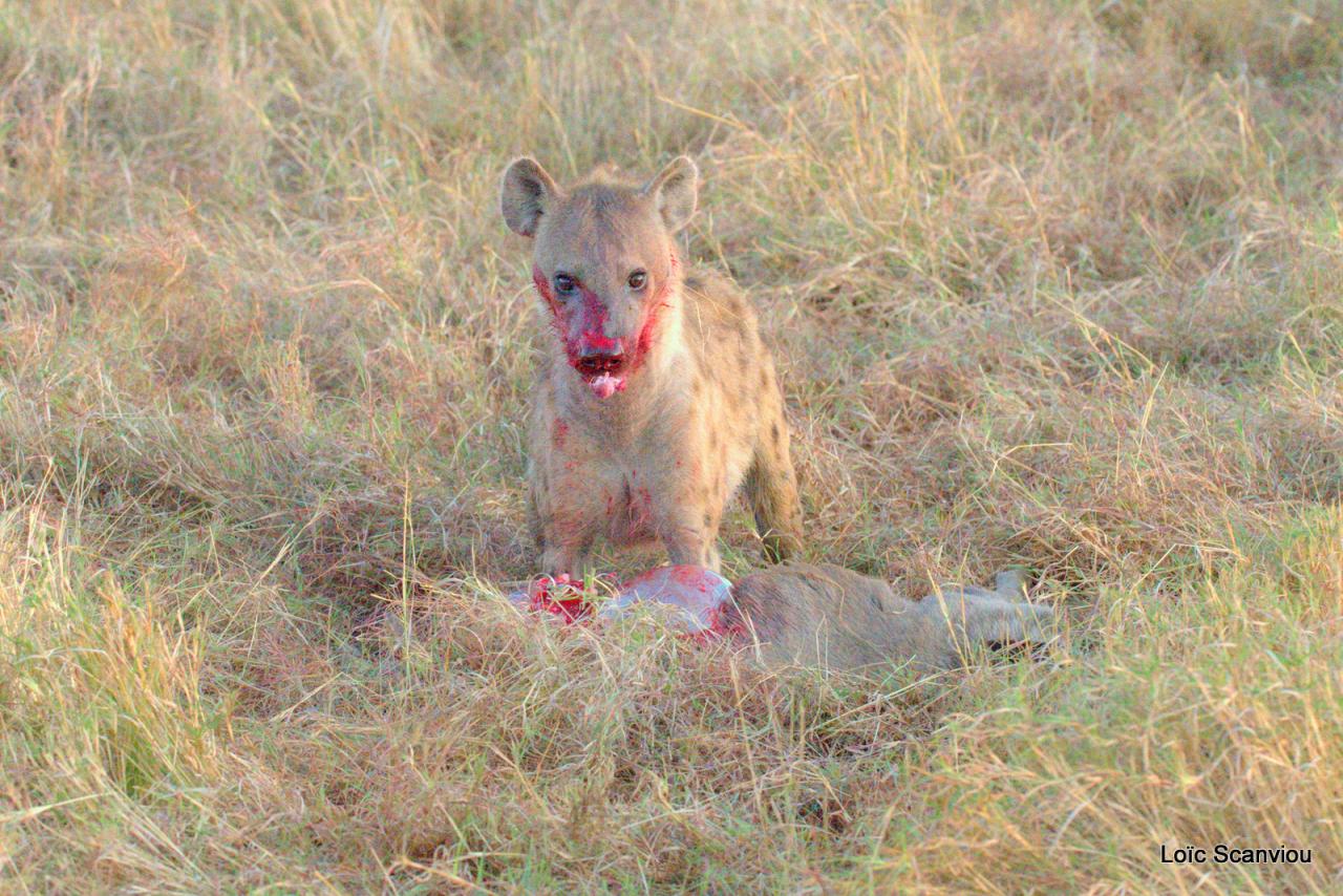 Hyène tachetée/Spotted Hyena (17)