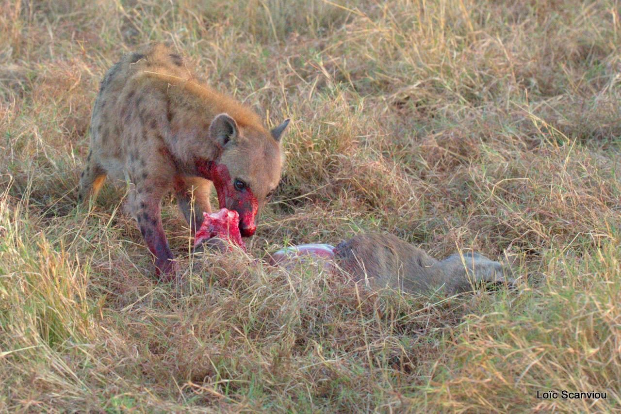Hyène tachetée/Spotted Hyena (18)