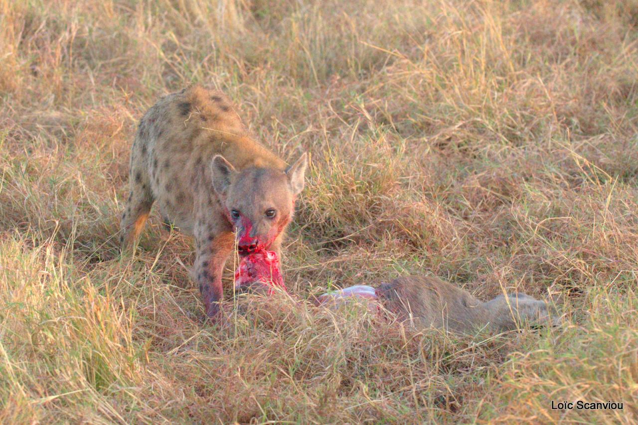 Hyène tachetée/Spotted Hyena (19)