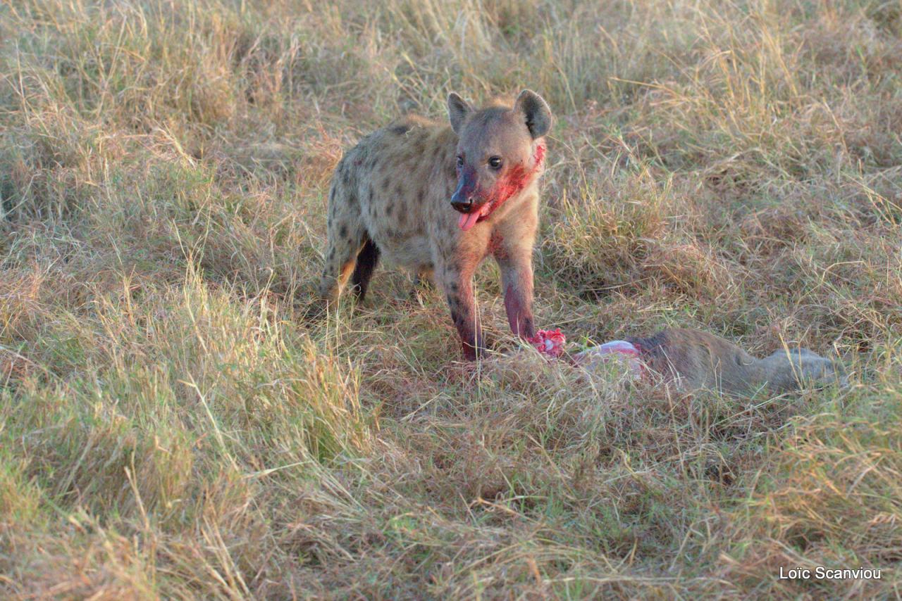 Hyène tachetée/Spotted Hyena (20)