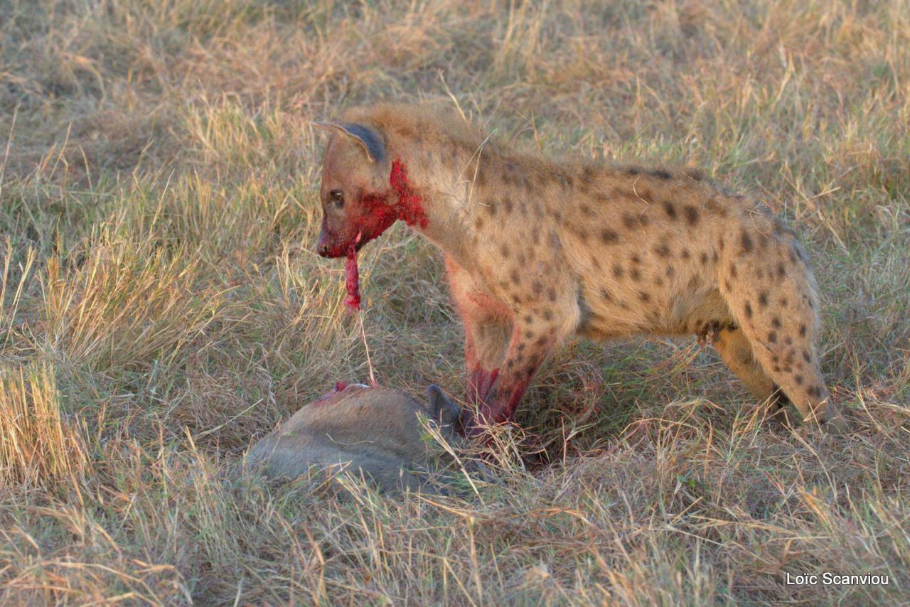 Hyène tachetée/Spotted Hyena (21)
