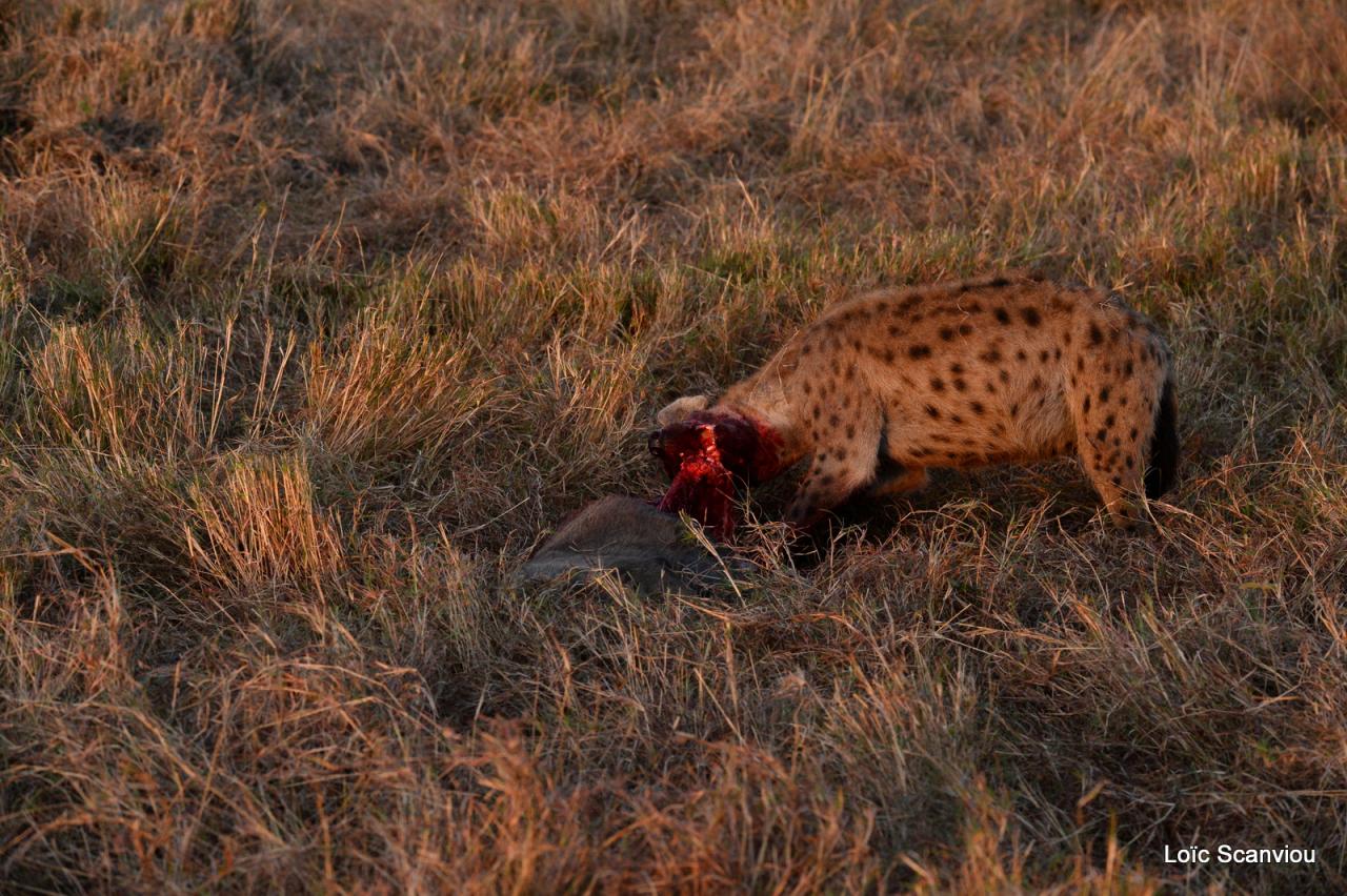Hyène tachetée/Spotted Hyena (22)