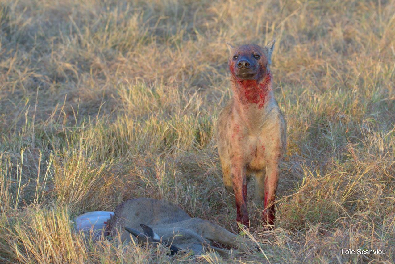 Hyène tachetée/Spotted Hyena (23)