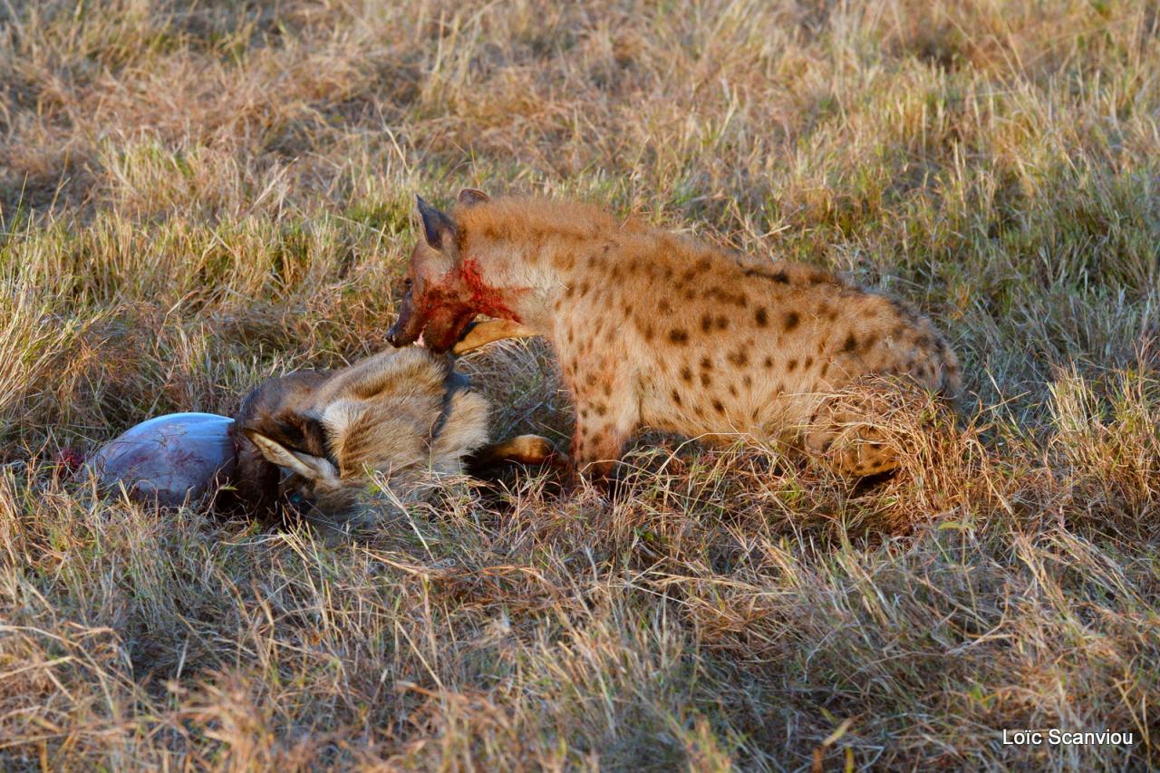 Hyène tachetée/Spotted Hyena (24)