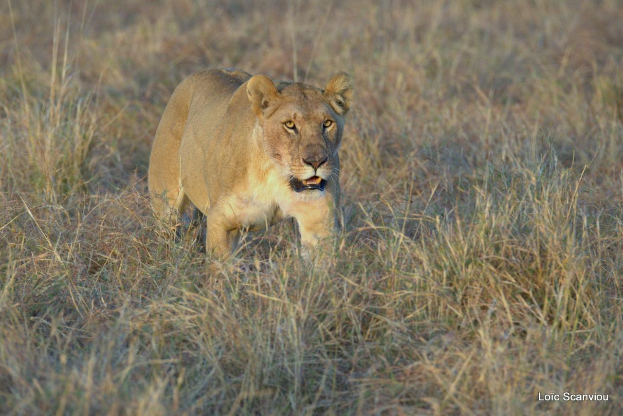 Lion (46)
