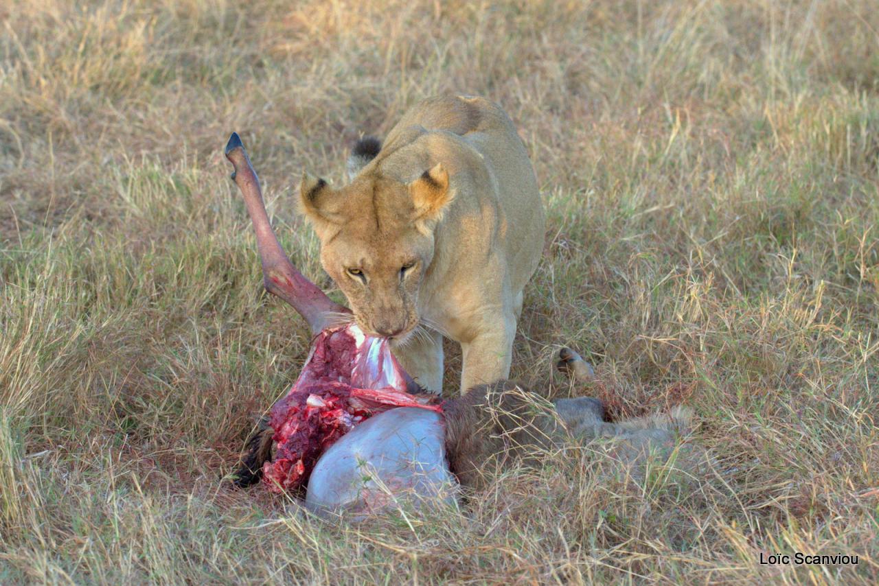 Lion (47)