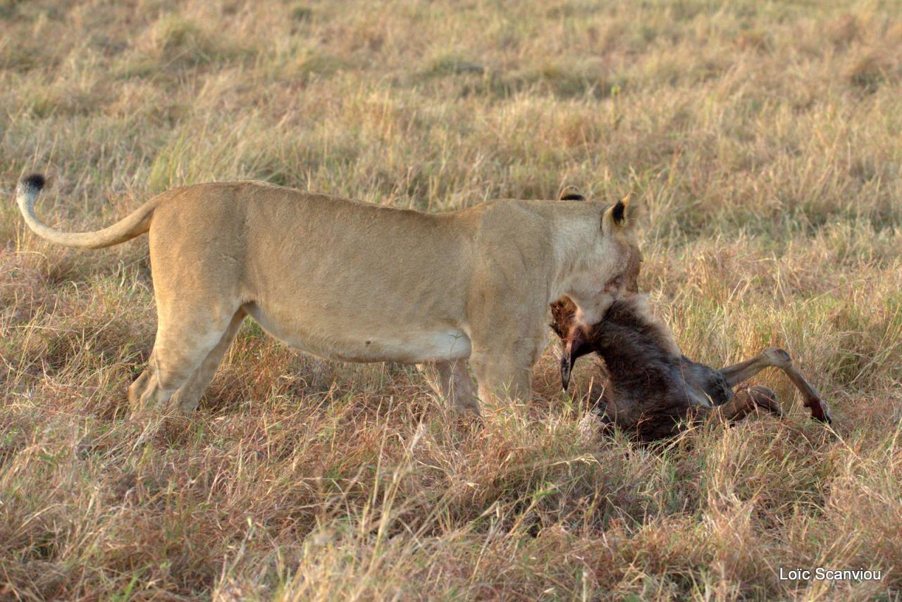 Lion (48)
