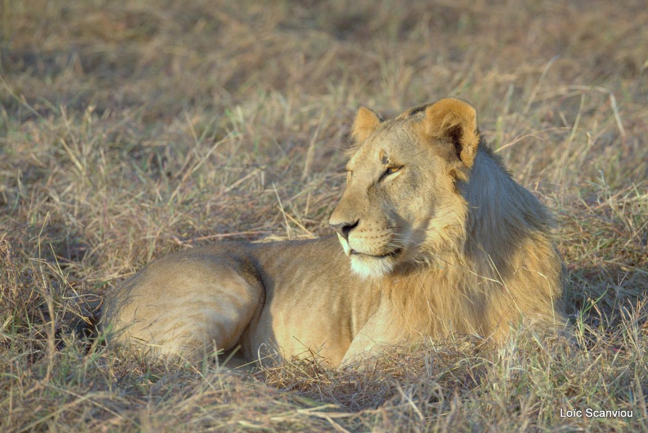 Lion (49)